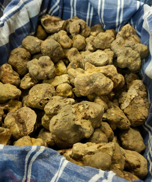 White Truffles Back to Barolo Tour Roger Bissell