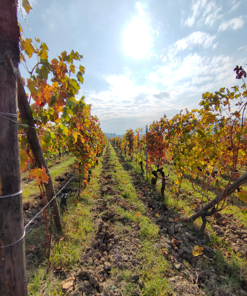 Rivetto Winery, Back to Barolo Tour Roger Bissell